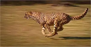 The record speeds cheetahs hold are owed in large to their muscle motility.