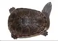 Chelodina oblonga niclos v testudines org 003 003 ful