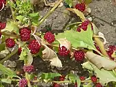 Chenopodium capitatum or 'strawberry goosefoot'