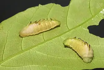 Larva