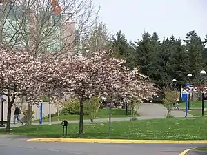 Cherry Tree Blossoms at Camosun College, Greater Victoria, British Columbia