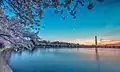 Cherry blossoms along the Tidal Basin.