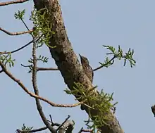 Female at Jayanti in  Buxa Tiger Reserve in Jalpaiguri district of  West Bengal, India.