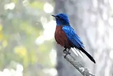 Male at Almora