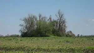 Chickasawba Mound (3M55)