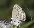 Underside (female)