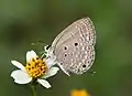 Underside (male)