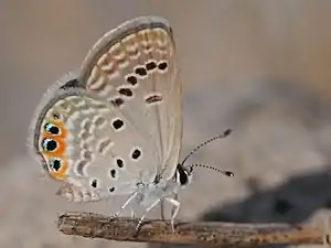 Ventral view