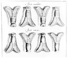 The golden bees/flies discovered in the tomb of Childeric I in 1653