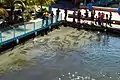 Children looking at fish at La Guancha