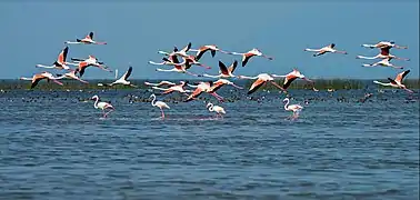 A group of Flamingos flying over Chilika Lake