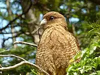 Chimango caracara. In Tierra del Fuego