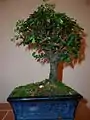 Chinese elm bonsai