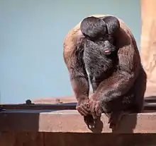 Brown monkey