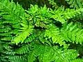 A Knotting gall on Broad buckler fern.