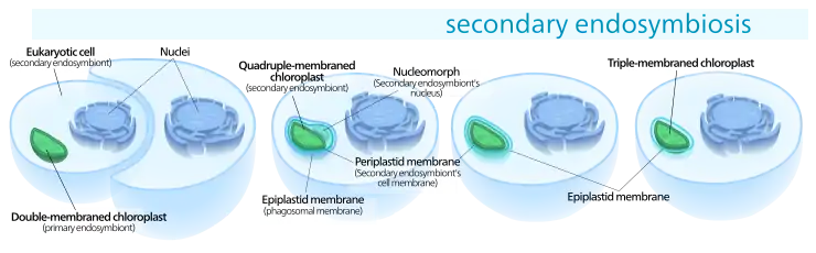 Secondary endosymbiosis consisted of a eukaryotic alga being engulfed by another eukaryote, forming a chloroplast with three or four membranes.