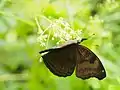 Chocolate Pansy, Maharashtra