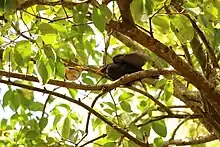 yellowish songbird feeding a blackish-brown cuckoo chick