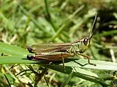 Male, green with brown wings