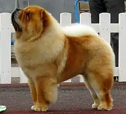 A reddish-brown Chow Chow