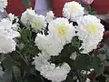 White Chrysanthemum × morifolium, designated imperial personal emblem of Kazuko