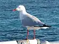 Mature adult on the pier of Green Island east of Cairns