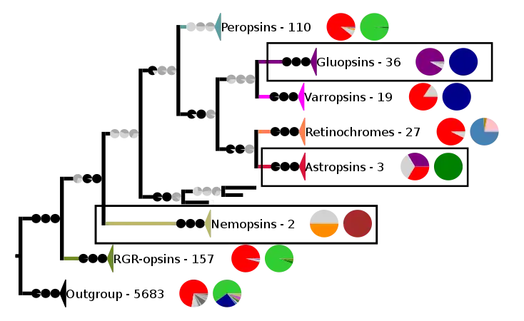 Most chromopsins have also the retinal binding lysine except the nemopsins, where it is replaced by argenine (R), and the gluopsins, where it is replaced by glutamic acid (E). The astropsins, the nemopsins and the gluopsins are highlighted by the frames. The outgroup contains other G protein-coupled receptors including the other opsins.