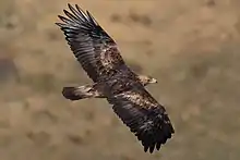 Golden eagle (Aquila chrysaetos)