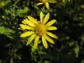 Chrysanthemum indicum