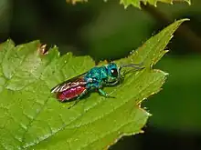 Chrysis inaequalis