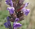 Chrysolina americana on Salvia