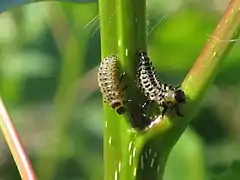 Larvae