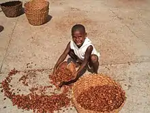 Plaza de Secado. Boy helping his mother to collect the cocoa beans. Chuao. Venezuela