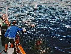 Photo of man dropping chum off the side of a boat