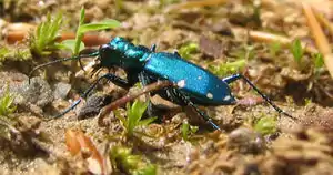 Cicindela sexguttata