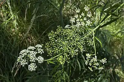 Flower umbels