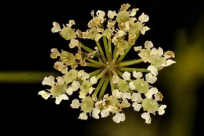 Close-up of flowers