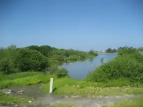 Vegetation by the Ciénaga Grande de Santa Marta near the town of Ciénaga