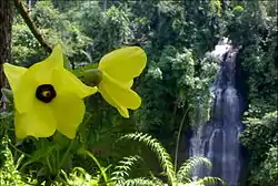 Cimandaway waterfall at district Dayeuhluhur, at Cikawalon River West Cilacap.