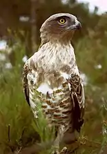 Short-toed snake-eagleCircaetus gallicus