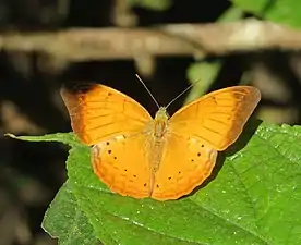 Dorsal view