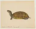 watercolor of a box turtle