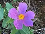 Cistus albidus in Setúbal, Portugal