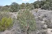 Laurel-leaf cistus in its ecosystem.