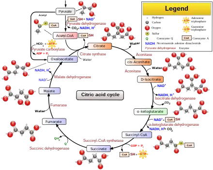 Figure 1: Citric acid cycle