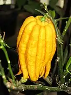 Huge fruit breaking bearing twig