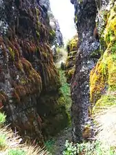 Moss at the Ciudad de Piedra