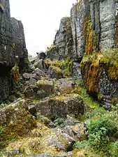 Moss at the Ciudad de Piedra