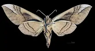 Female C. b. formosana, underside