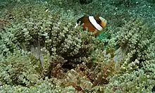 Amphiprion clarkii (Clark's anemonefish) in H. aurora